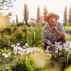 Senior gardener harvesting anemone flowers in spring garden. Retired woman smelling bloom on flower bed at sunset. Gardening